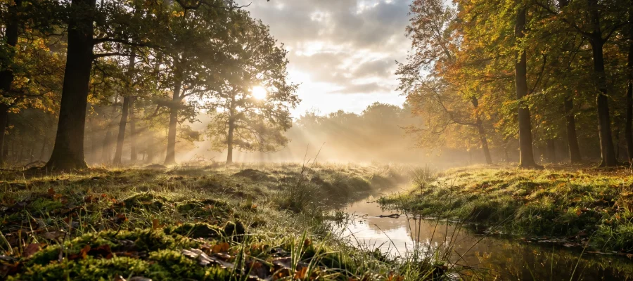 Der Wald als Apotheke